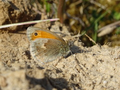 Coenonympha pamphilus