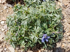 Delphinium alpestre