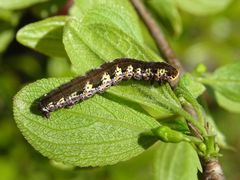 Philereme transversata