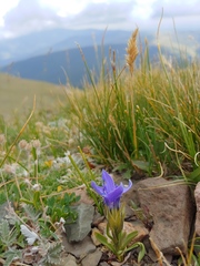 Gentianopsis barbellata