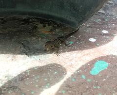 Gonatodes albogularis