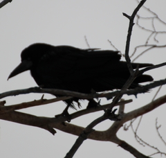 Corvus frugilegus