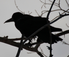Corvus frugilegus