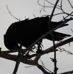 Corvus frugilegus