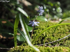 Scilla cilicica