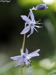 Scilla cilicica