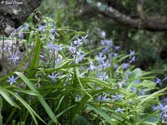 Scilla cilicica