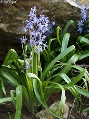 Scilla cilicica