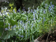 Scilla cilicica
