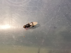 Pachygaster atra