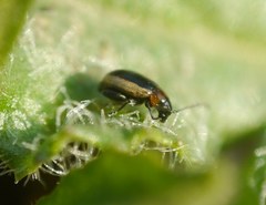 Longitarsus dorsalis