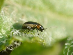 Longitarsus dorsalis