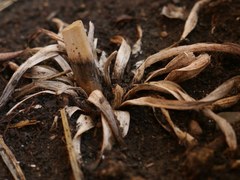 Eremurus stenophyllus