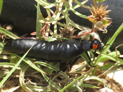 Berberomeloe insignis