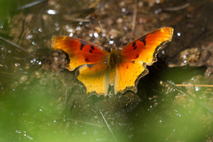 Polygonia haroldii