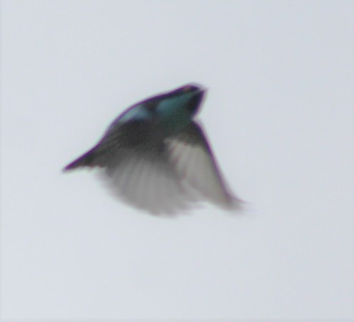 Turquoise Dacnis (Dacnis hartlaubi), photo 5