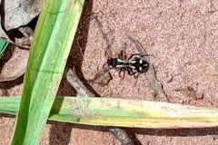 Traumatomutilla parallela