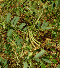 Indigofera tinctoria