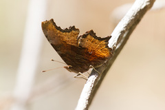 Polygonia haroldii