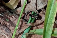 Traumatomutilla parallela