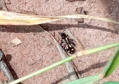 Traumatomutilla parallela