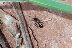 Traumatomutilla parallela