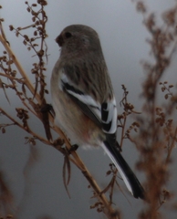 Carpodacus sibiricus