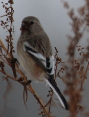Carpodacus sibiricus