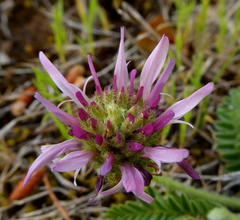 Astragalus bourgaeanus