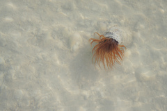 Ceriantheopsis americanus