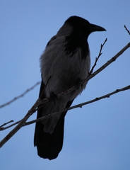 Corvus cornix