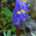 Linaria verticillata cuartanensis - Photo (c) emilio2020, algunos derechos reservados (CC BY-NC), subido por emilio2020