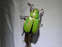 Chrysina beyeri
