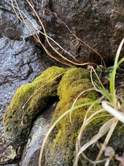 Gymnostomum aeruginosum