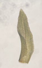Gymnostomum aeruginosum