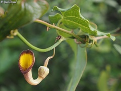 Aristolochia sempervirens