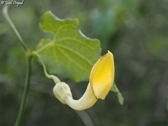 Aristolochia sempervirens