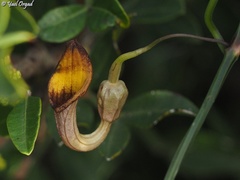 Aristolochia sempervirens