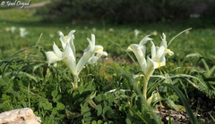 Iris palaestina