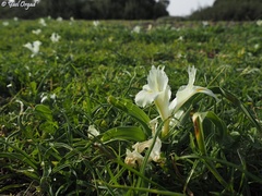 Iris palaestina