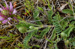 Astragalus bourgaeanus