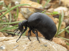 Meloe tuccius