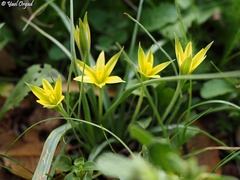 Gagea commutata