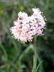 Valeriana italica