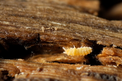 Bilobella aurantiaca