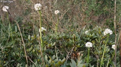 Valeriana italica