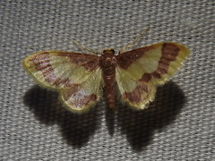 Idaea basinta