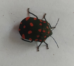 Pachycoris torridus
