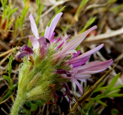 Astragalus bourgaeanus