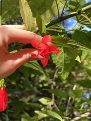 Malvaviscus penduliflorus